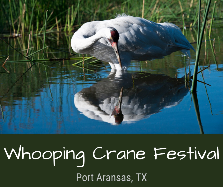 Whooping Crane Festival in Port Aransas, TX