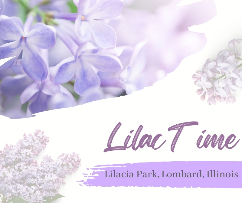 Lilac Time in Lombard, Illinois