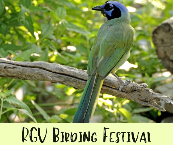 Rio Grande Valley Birding Festival